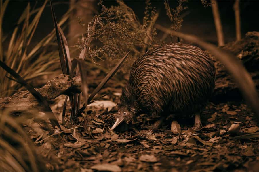 Te Puia: Te Pō Indigenous Combo - Tour, Dinner + Haka - Māori arts and the Kiwi Conservation Centre
