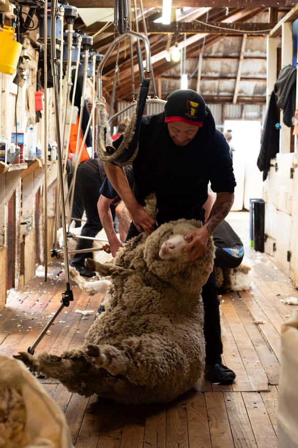 Tekapo: Merino Sheep Shearing and Sheepdog Demonstration - Key points before you book