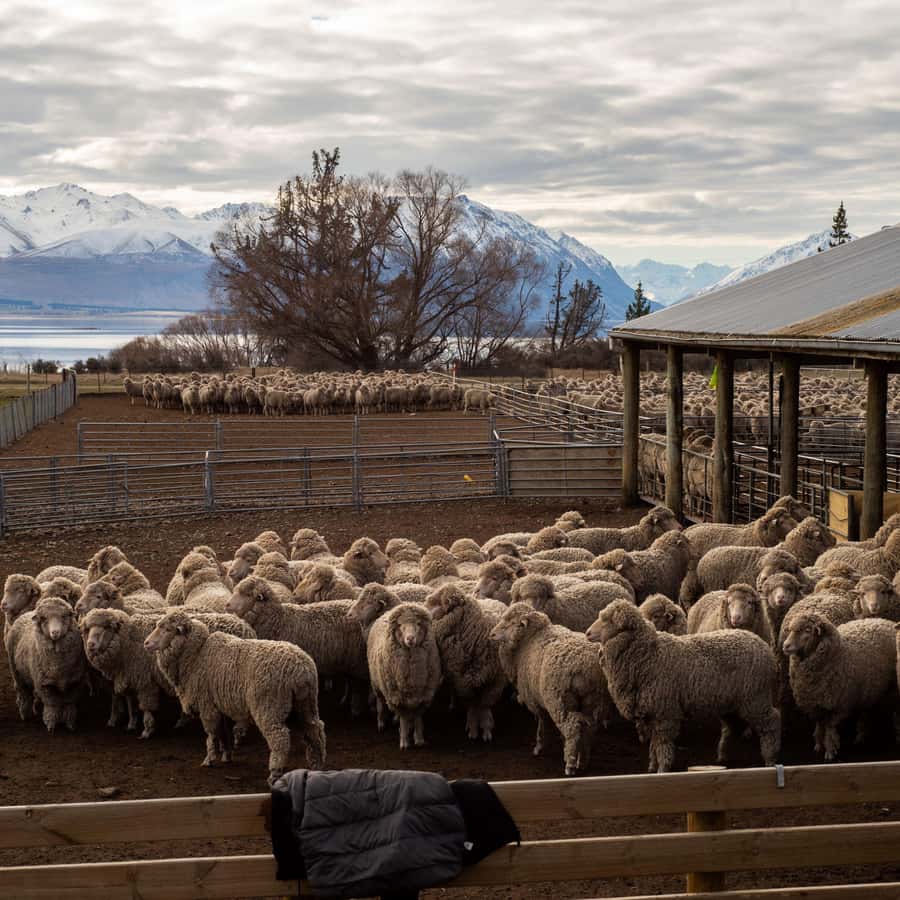 Tekapo: Merino Sheep Shearing and Sheepdog Demonstration - A real farm experience beside Lake Tekapo