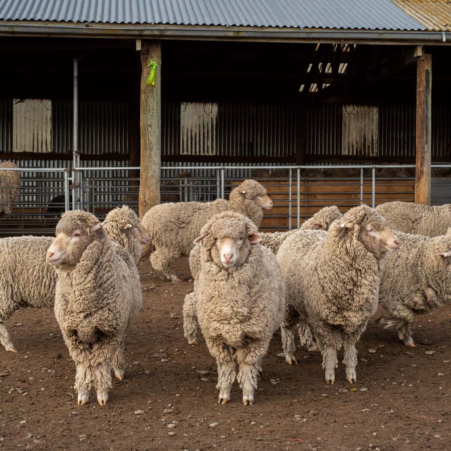 Tekapo: Merino Sheep Shearing and Sheepdog Demonstration - Sheepdogs, whistles, and controlled movement