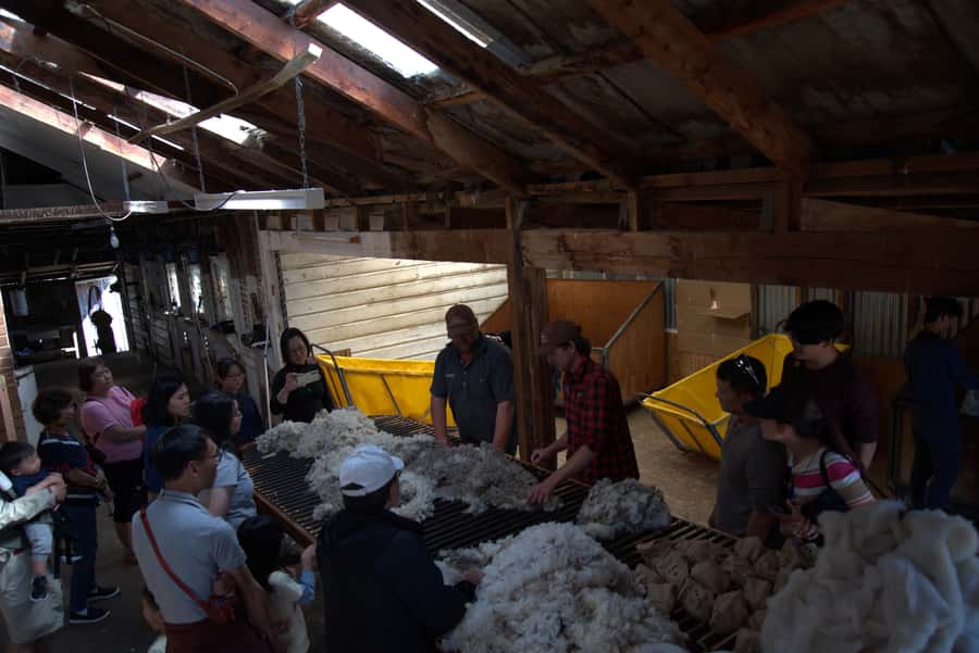 Tekapo: Merino Sheep Shearing and Sheepdog Demonstration - What the wool lesson adds to the visit