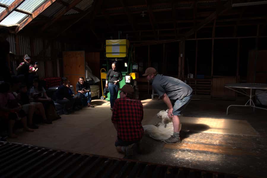 Tekapo: Merino Sheep Shearing and Sheepdog Demonstration - The setting at Mt Hay Station