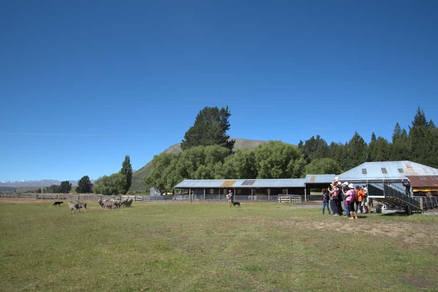 Tekapo: Merino Sheep Shearing and Sheepdog Demonstration - Is $59 good value for one hour?