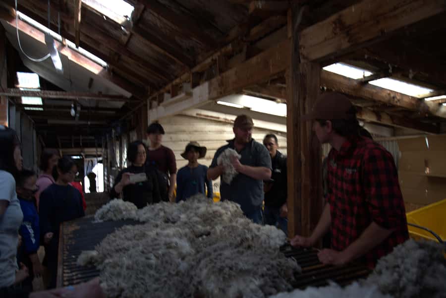 Tekapo: Merino Sheep Shearing and Sheepdog Demonstration - Practical tips for a smoother visit