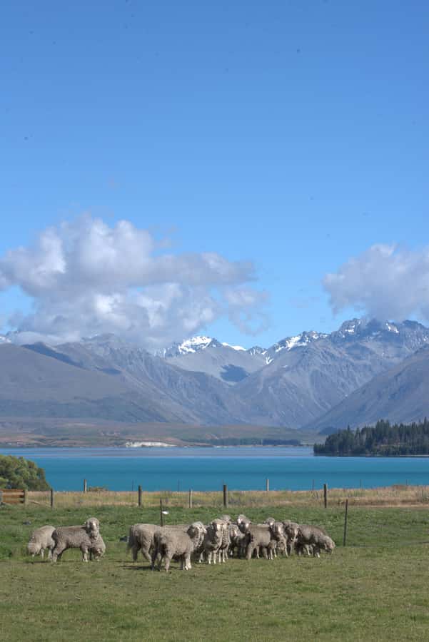 Tekapo: Merino Sheep Shearing and Sheepdog Demonstration - Should you book the Tekapo sheep shearing tour?