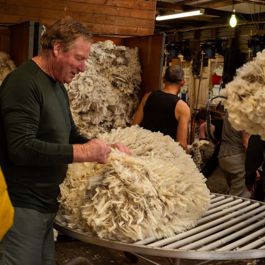 Tekapo: Merino Sheep Shearing and Sheepdog Demonstration - Watching a Merino sheep being shorn