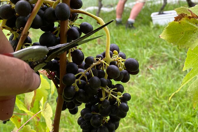 The Boutique Experience: Waiheke Best Cellar Tour (11 guests max) - Price, ferry cost, and the real value