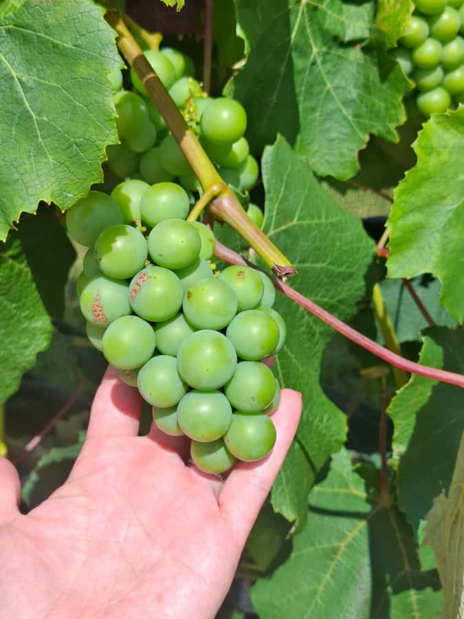 The Boutique Experience: Waiheke Island Best Cellar Tour - What the tour does not cover