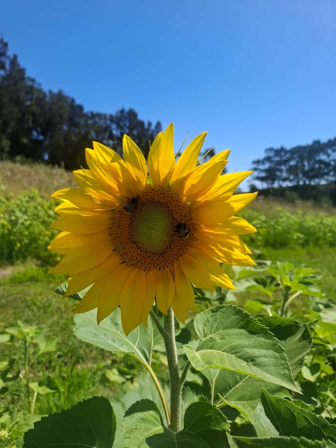 The Boutique Experience: Waiheke Island Best Cellar Tour - Lunch gives the five-hour schedule a pause