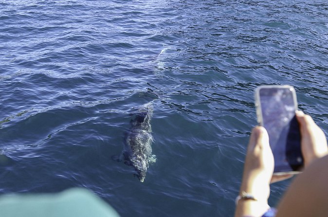 The Original Full day Bay of Islands Cruise with Dolphins - Searching for dolphins and other marine life