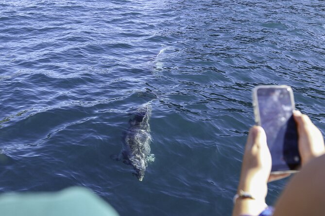 The Original Full day Bay of Islands Cruise with Dolphins - Motukōkako Island and the Hole in the Rock