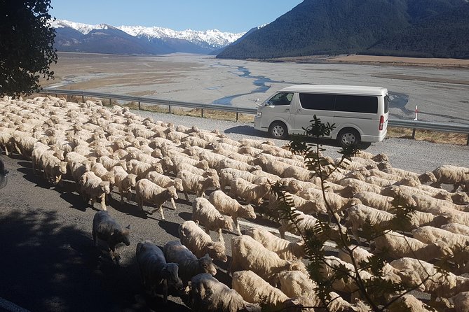 Tranz Alpine Train Tour - Arthur’s Pass National Park and the short walks