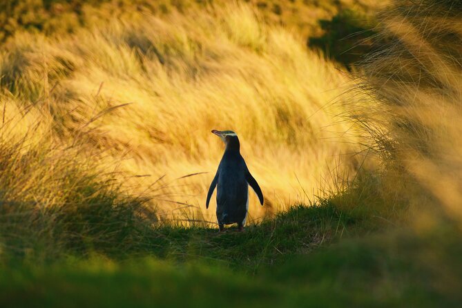 Twilight at the Opera - Why sunset changes the Otago Peninsula experience