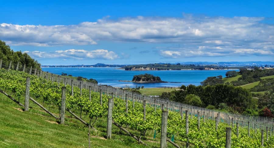 Waiheke Island: Afternoon Wine Tour with Oceanfront Lunch - The island views and the value of guided transport
