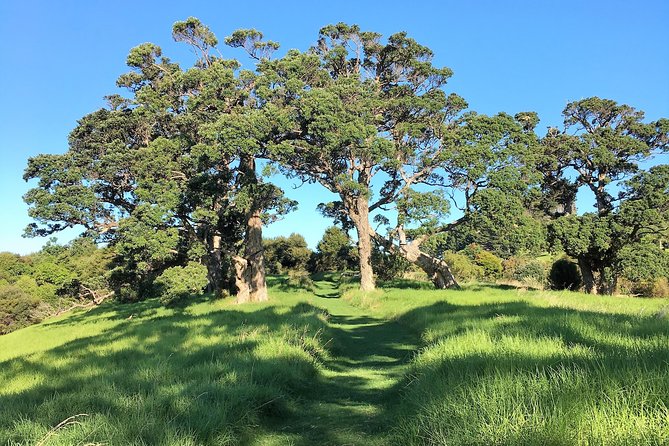Waiheke Island Bush & Beach Walk - Crossing from Auckland to Waiheke Island