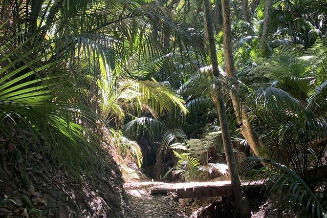 Waiheke Island Bush & Beach Walk - Lunch makes the high price easier to assess