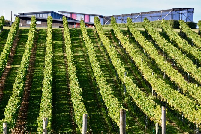 Waiheke Island - Fly and Dine (from North Shore Airport) - The Three-Course Lunch And Wine