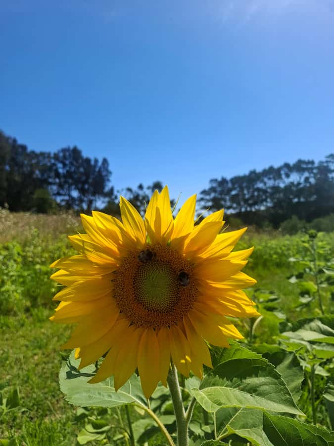 Waiheke Island: Sip and Savor 3 Vineyards Tour with Lunch - Oneroa Village gives the morning some breathing room