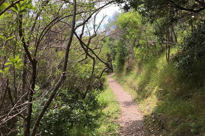Waiheke Island Vineyards and Bush Walk - Bush tracks, beaches, and rolling vineyard country