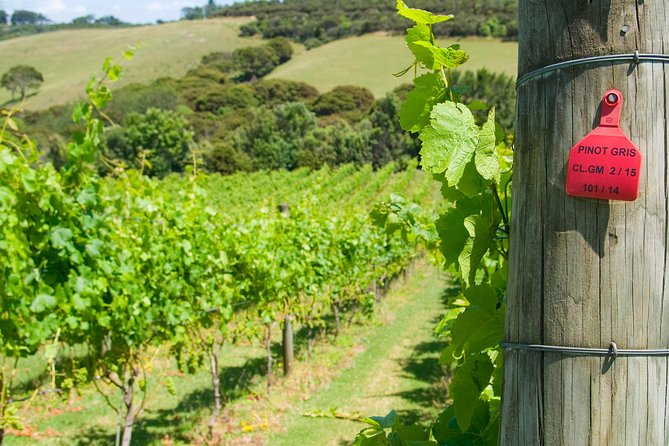 Waiheke island Wine Tours - PREMIUM wine tasting MAX 11 clients ! - Premium tastings without the driving problem