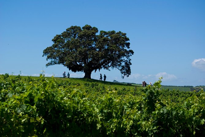 Waiheke island Wine Tours - PREMIUM wine tasting MAX 11 clients ! - Is $155.14 a good value?