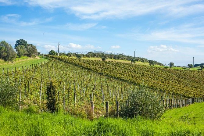 Waiheke island wine tours with Waitiki Tours - Is $155.28 good value?