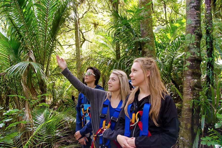 Waiheke Island: Zipline and Native Forest Adventure Trip - How much value do you get for $89?