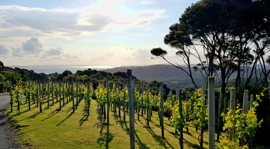Waiheke: Scenic Taste and Graze Tour with Wine, Whisky, Beer - The Heke brings beer, whisky, and spirits