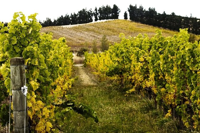 Waipara Valley Winery Tour Wine Tastings and Scenic Views - Leaving Christchurch for Waipara Valley