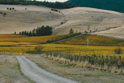 Waipara Valley Winery Tour Wine Tastings and Scenic Views