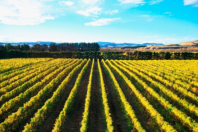 Waipara Wine Tour from Christchurch - including Lunch & Tastings - What the tasting format is really like