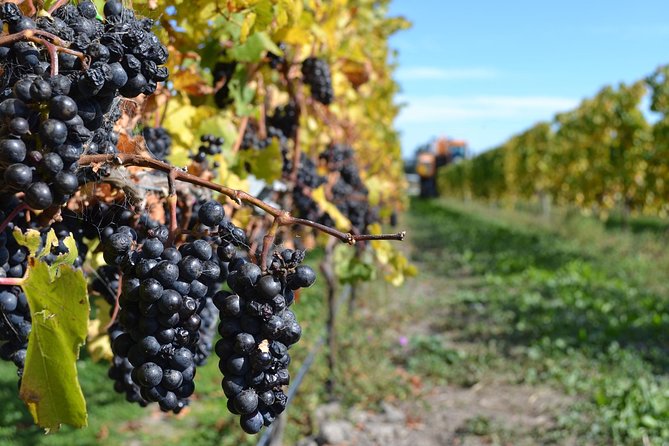 Waipara Wine Tour from Christchurch - including Lunch & Tastings - Is $117.91 a fair price?