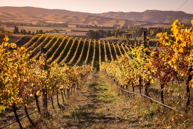 Waipara Wine Tour from Christchurch - including Lunch & Tastings - Waipara Springs starts the afternoon with food