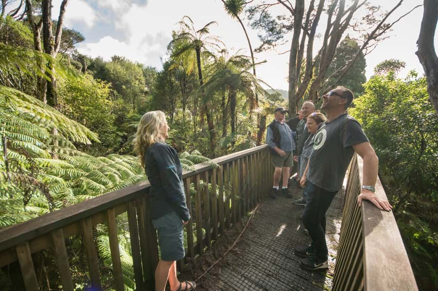 Waitakere Ranges Wilderness Experience Tour from Auckland - How the $119 Price Holds Up
