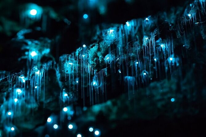Waitomo Glow Worm Caves & Te Puia - Rotorua's Geothermal Valley - The 2.5-hour drive through Waikato