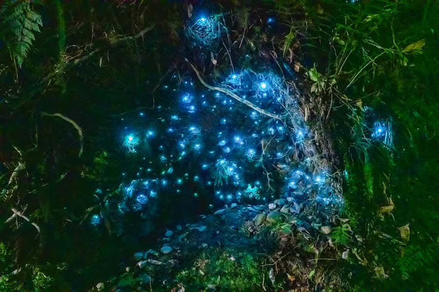 Waitomo: Glowworm Caves Guided Tour by Boat - Why Waitomo’s glowworms are worth seeing