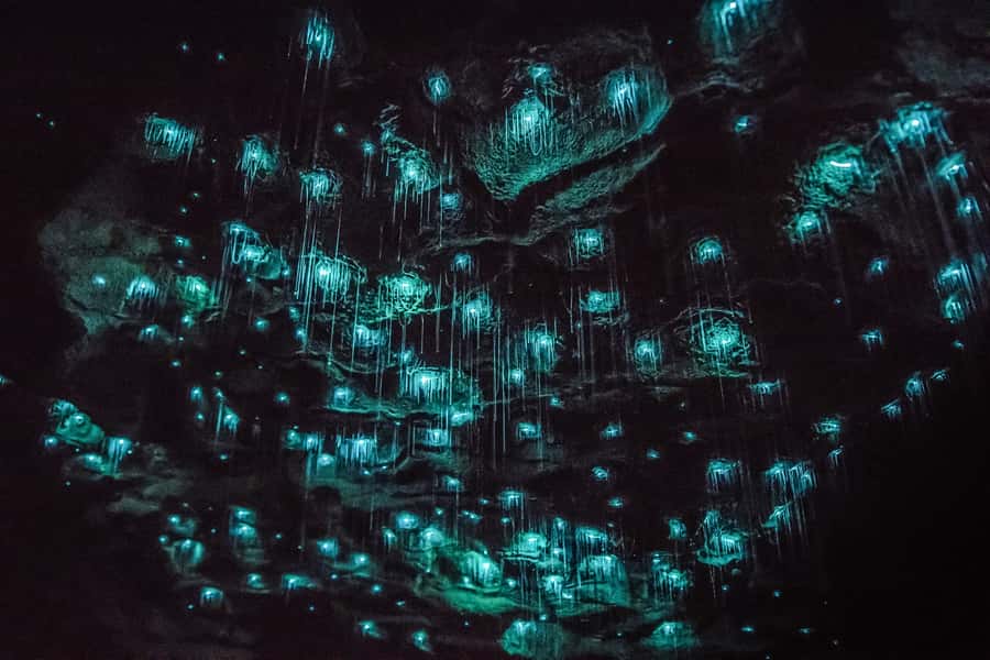 Waitomo: Glowworm Caves Guided Tour by Boat - Price, timing, and what you receive