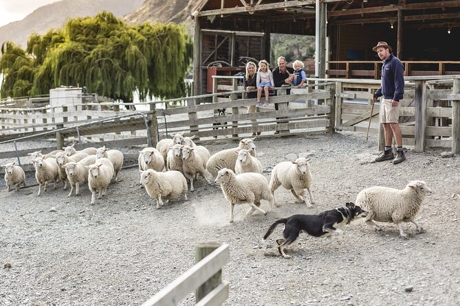 Walter Peak Gourmet BBQ Lunch & Queenstown Lake Cruise - Key points before you book
