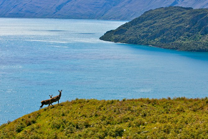 Wanaka High Country Walk - Starting at 103 Ardmore Street at 9:00 am