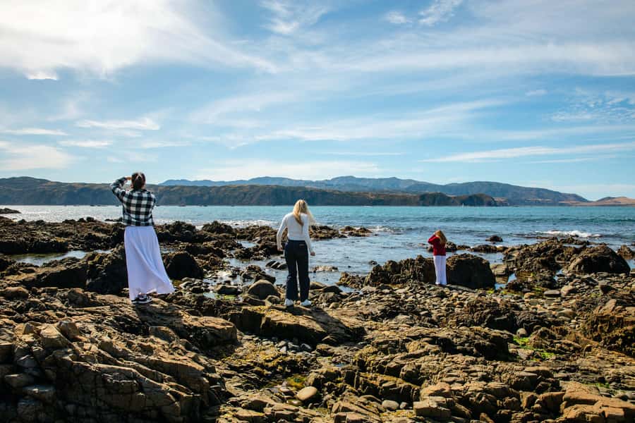 Wellington: Guided City Tour with Cable Car Ticket - A smart first three hours in Wellington