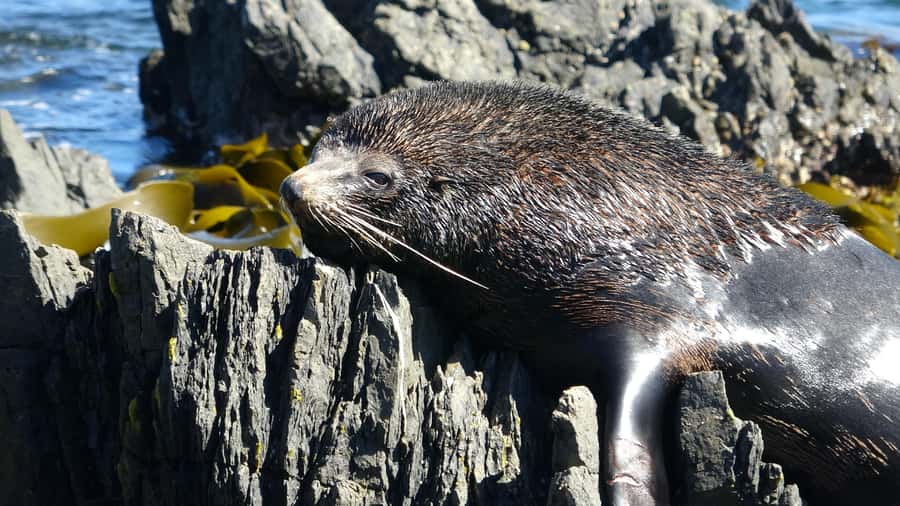 Wellington: Half Day Seal Coast Safari - Key points at a glance