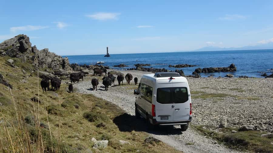 Wellington: Half Day Seal Coast Safari - Wind turbines, kiwi, and a working coast