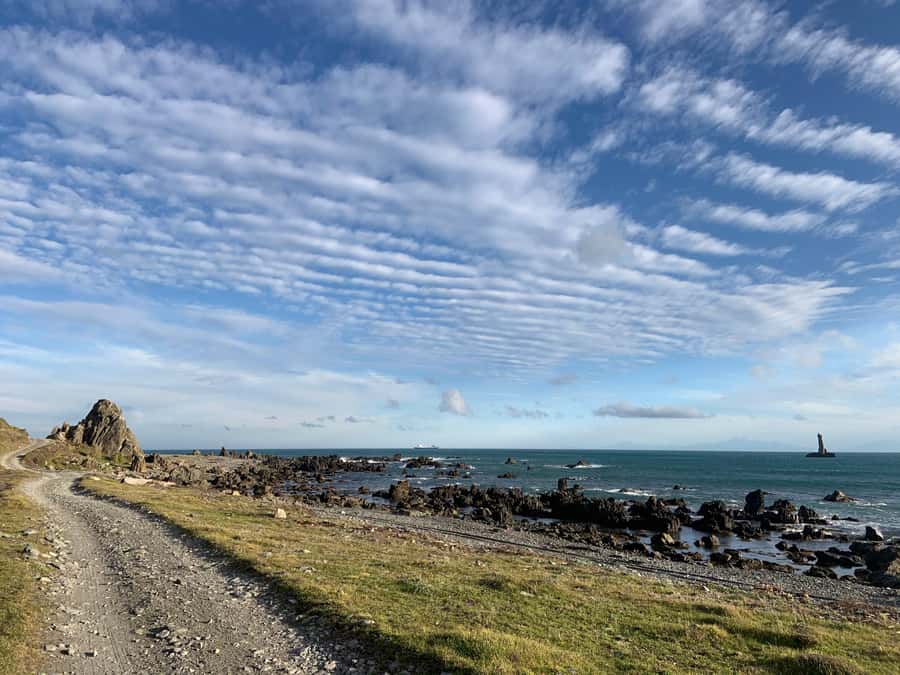 Wellington: Half Day Seal Coast Safari - Is $116 per person good value?