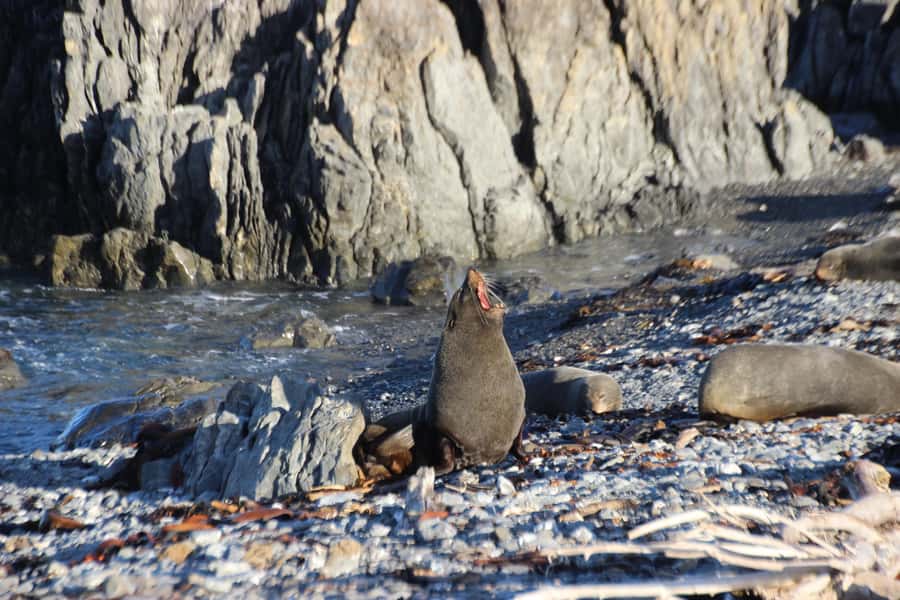 Wellington: Half Day Seal Coast Safari - Starting at Otari-Wilton’s Bush