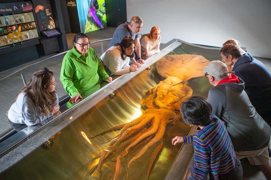 Wellington: Museum of NZ Intro Tour & General Admission - The value of 48-hour museum admission
