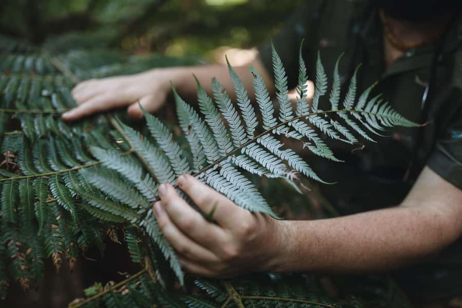 Wellington: Original LOTR Full-Day Tour with Weta & Lunch - Wētā Workshop and the practical side of Middle-earth