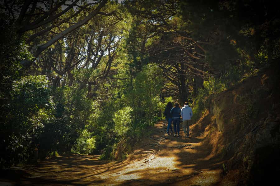 Wellington: Original LOTR Half-Day Experience with Weta - Who should book this Wellington experience?