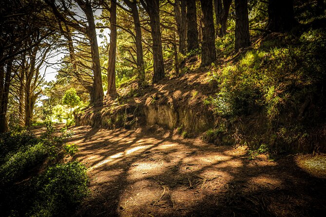 Wellington's Original HD LOTR Experience - includes Weta Tour - Mount Victoria Lookout: 15 minutes above the harbour