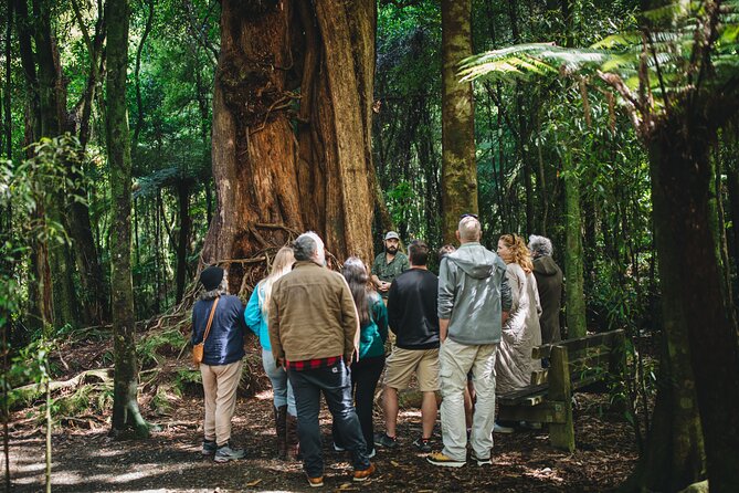 Wellington's Original LOTR Experience - includes Weta and Lunch - Key things to know before booking