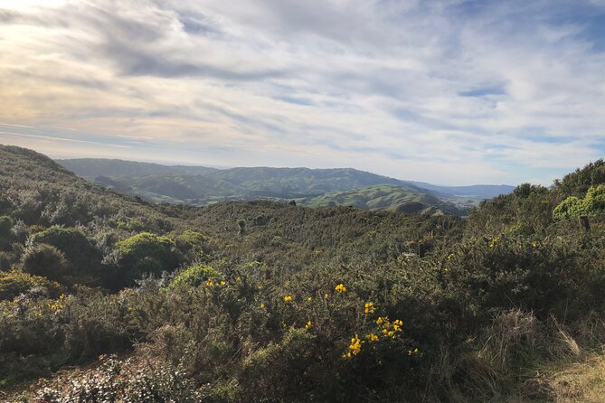 Wellington: Wild Skyline Guided Hiking Tour, Transfers + Lunch - Why the six-person limit changes the feel